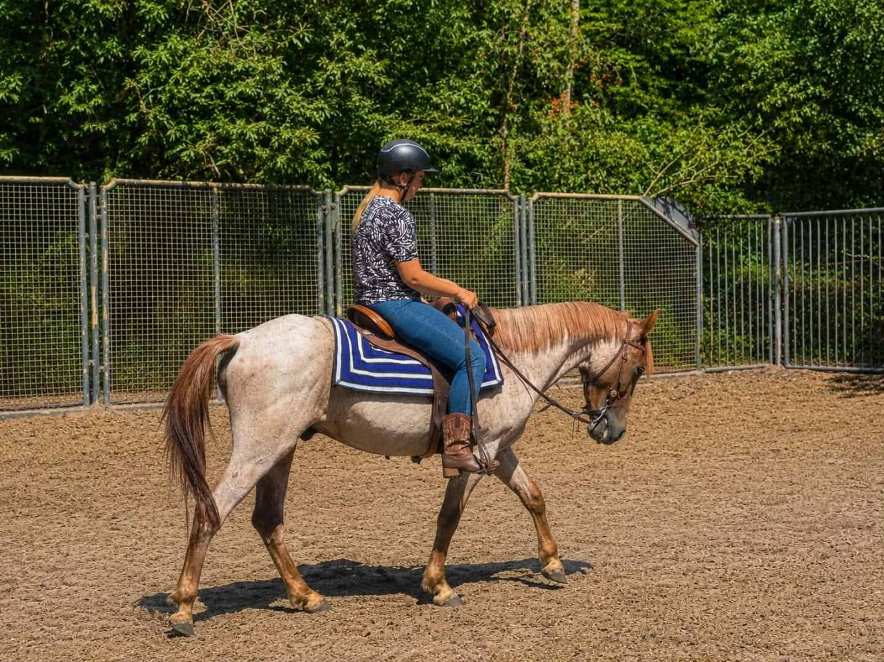 Potenti&euml;le D pony 