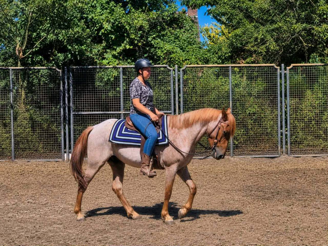 Potenti&euml;le D pony 