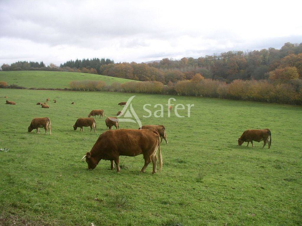 Landbouw bedrijf Koop Creuse