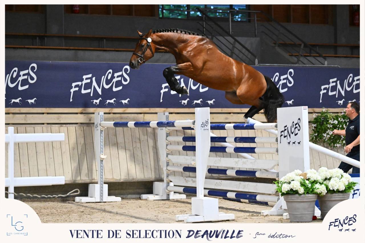 Veulen (ml) Selle Fran&ccedil;ais Te koop 2024 Donker bruin / bai
