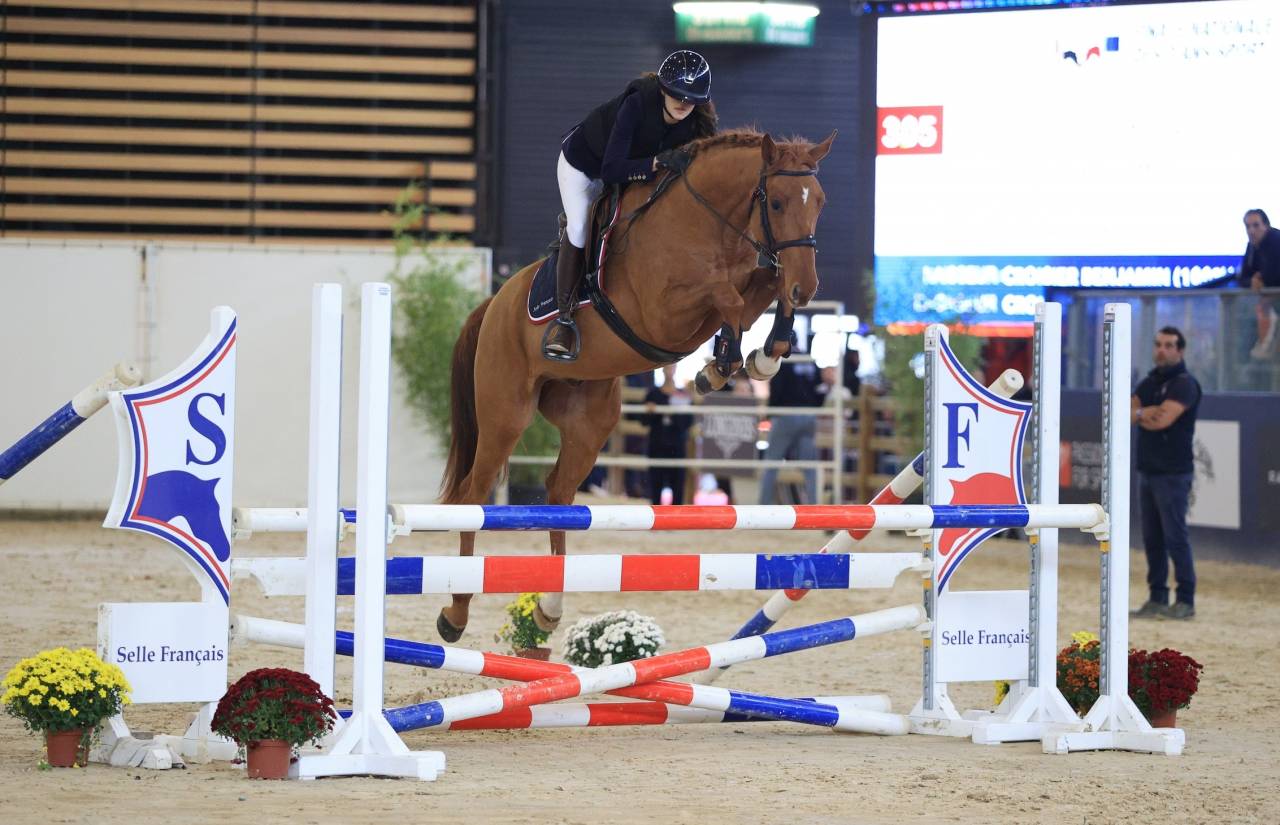 Veulen (ml) Selle Fran&ccedil;ais Te koop 2024 Donker bruin / bai