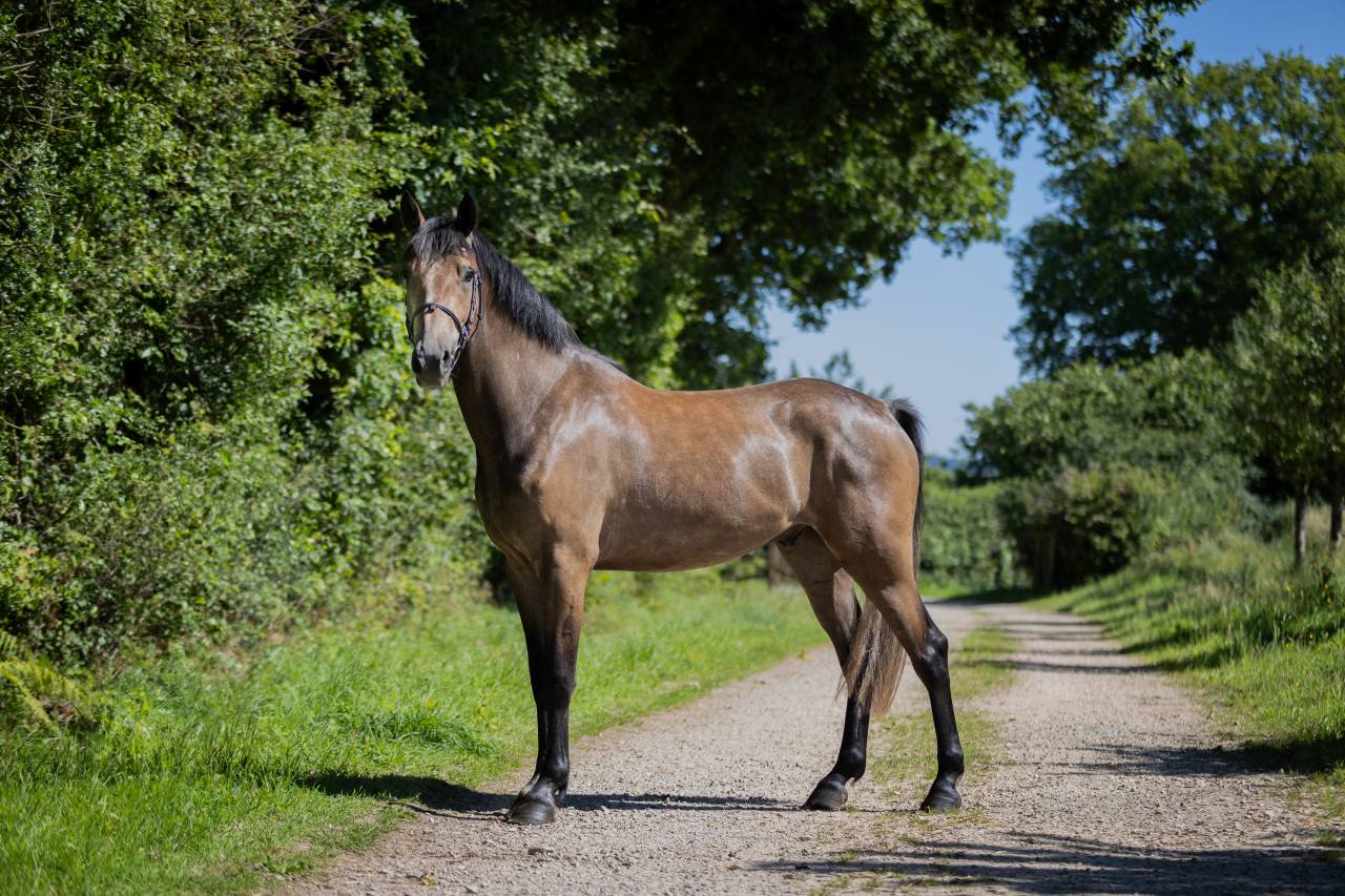 Ruin Franse rijpony PFS Te koop 2023 Schimmel ,  Jarnac de la Duche