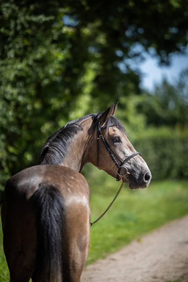 Ruin Franse rijpony PFS Te koop 2023 Schimmel ,  Jarnac de la Duche