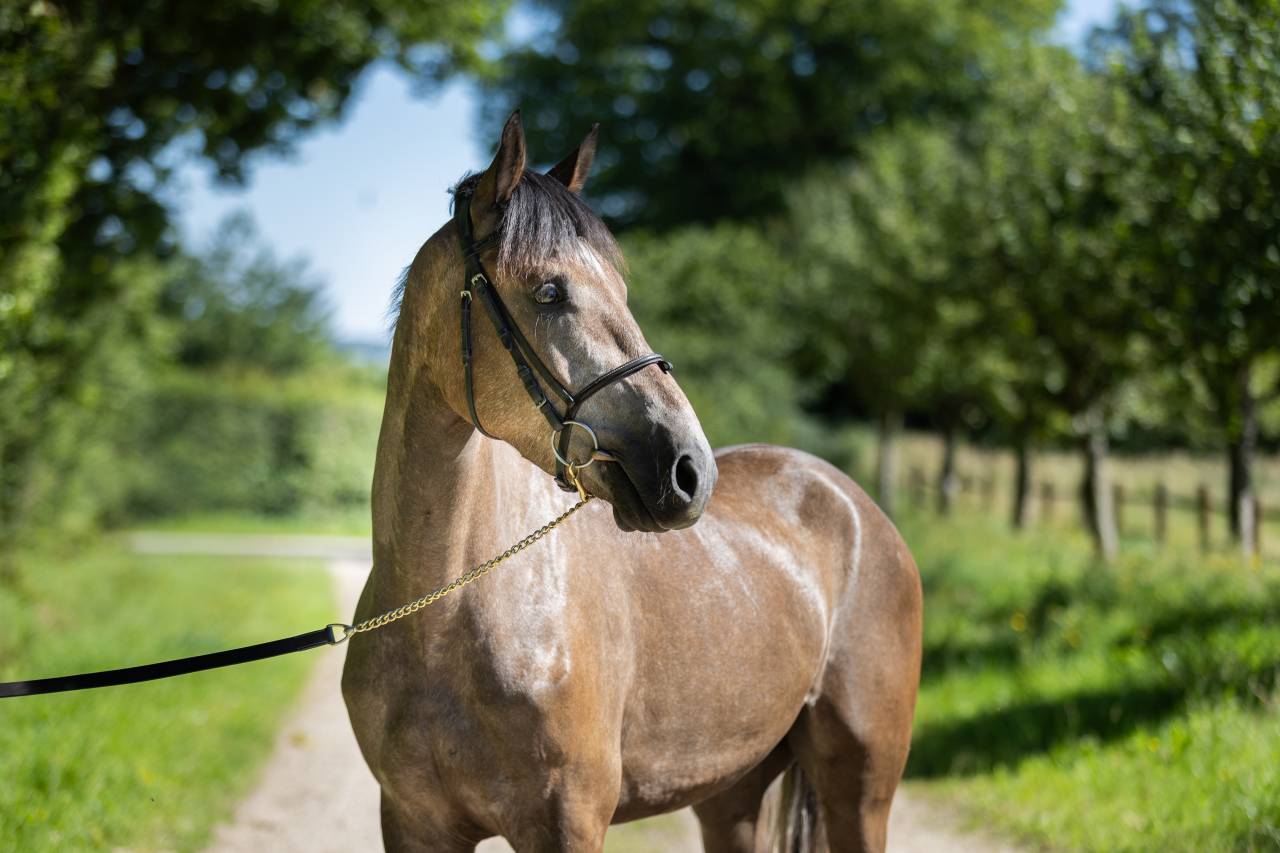 Ruin Franse rijpony PFS Te koop 2023 Schimmel ,  Jarnac de la Duche