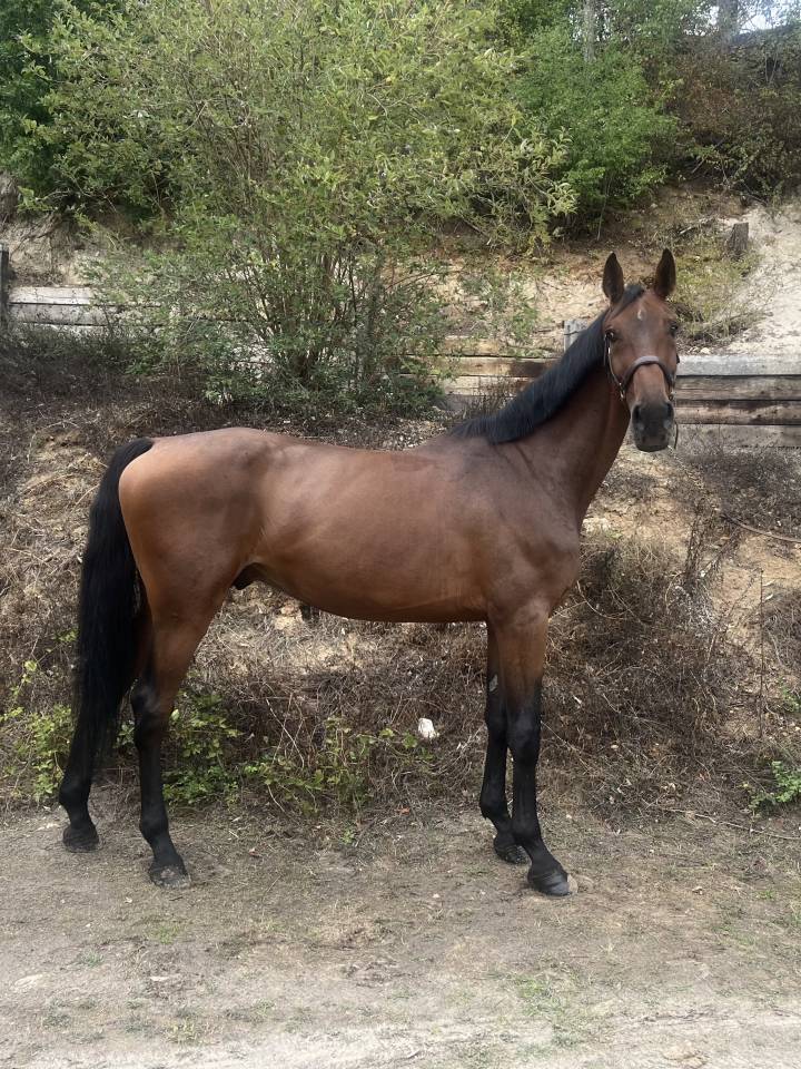 Ruin Zangersheide Te koop 2019 Donker bruin / bai