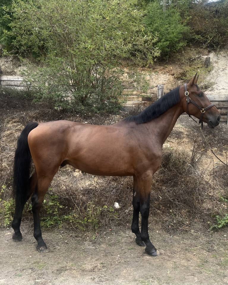 Ruin Zangersheide Te koop 2019 Donker bruin / bai