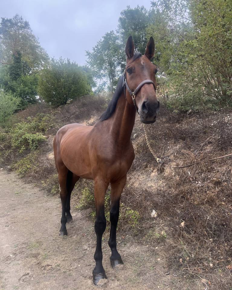 Ruin Zangersheide Te koop 2019 Donker bruin / bai