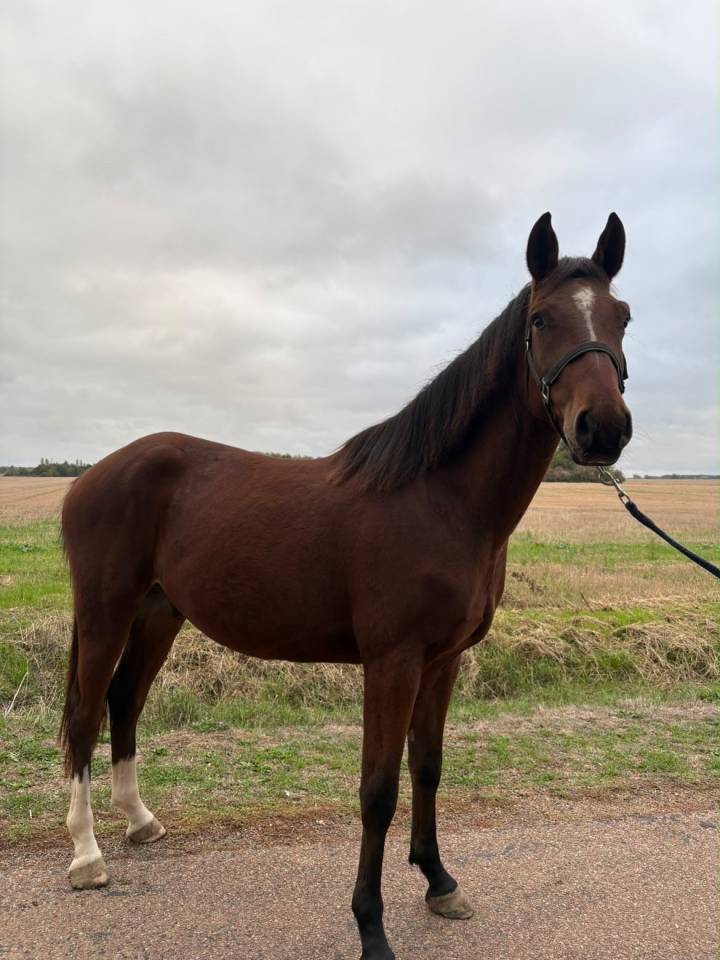 Ruin Bekend ras Te koop 2023 Donker bruin / bai ,  ETOILE D HARDY (NF)