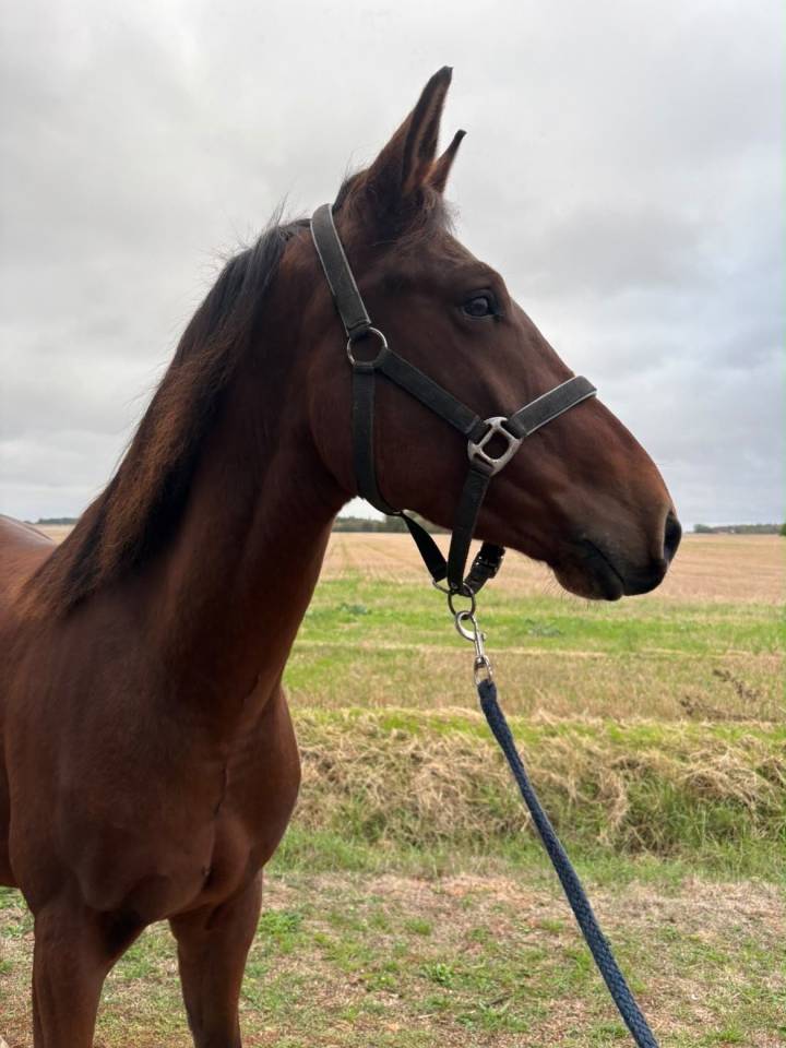 Ruin Bekend ras Te koop 2023 Donker bruin / bai ,  ETOILE D HARDY (NF)