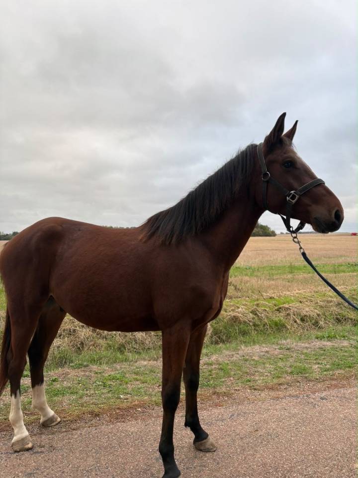 Ruin Bekend ras Te koop 2023 Donker bruin / bai ,  ETOILE D HARDY (NF)