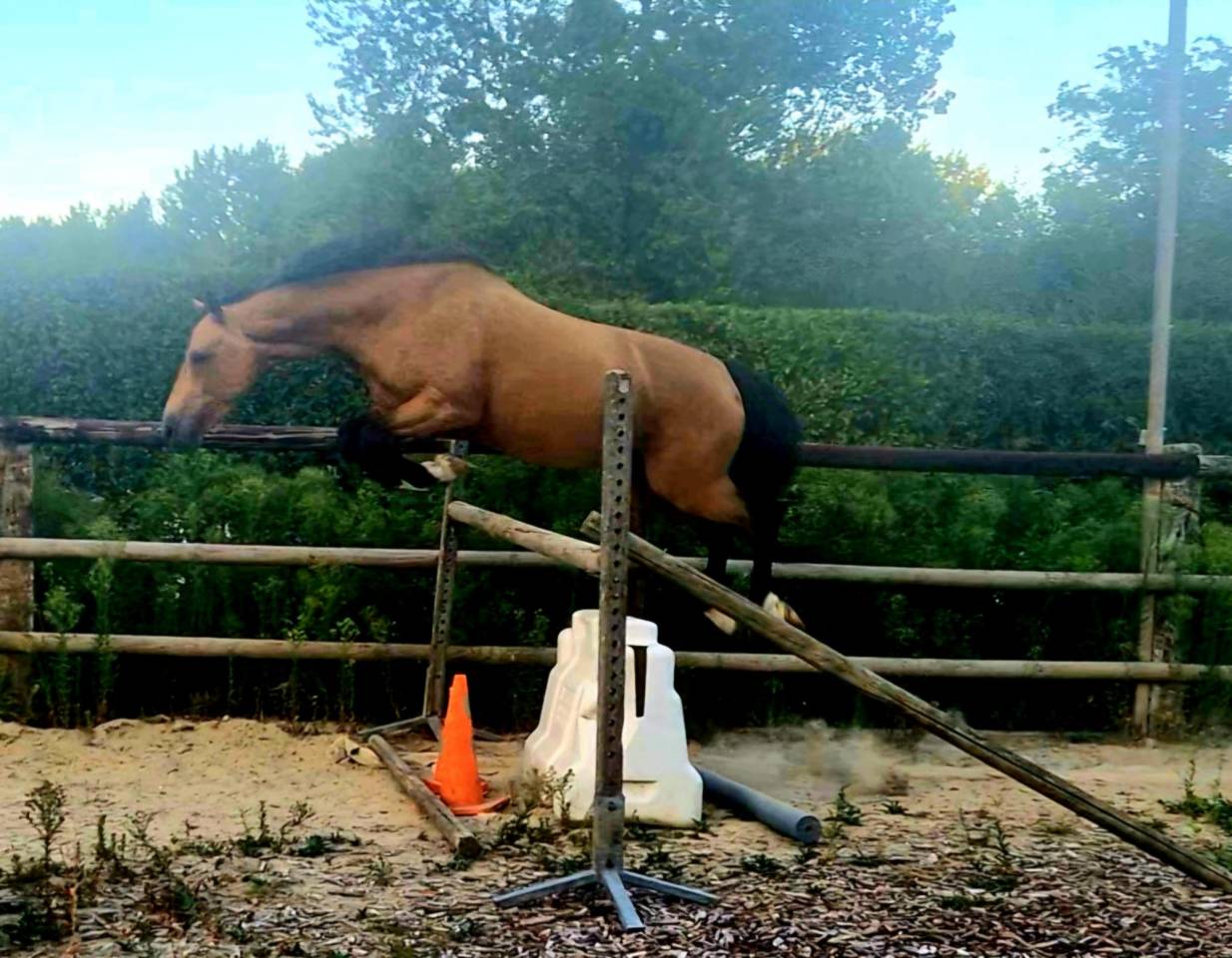 Ruin Bekend ras Te koop 2021 Isabel ,  BE CHAMPION SUPREME D'ETE