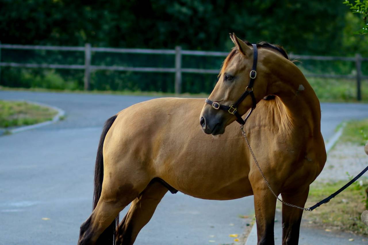 Ruin Bekend ras Te koop 2021 Isabel ,  BE CHAMPION SUPREME D'ETE