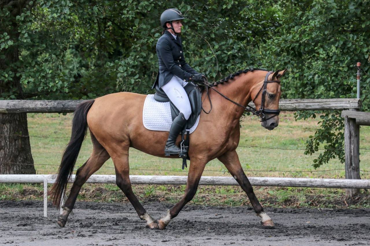 Ruin Bekend ras Te koop 2021 Isabel ,  BE CHAMPION SUPREME D'ETE