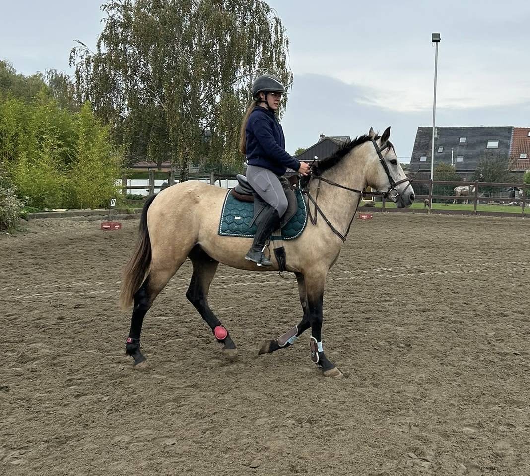 Ruin PRE Puur Ras Spaans Te koop 2023 Isabel