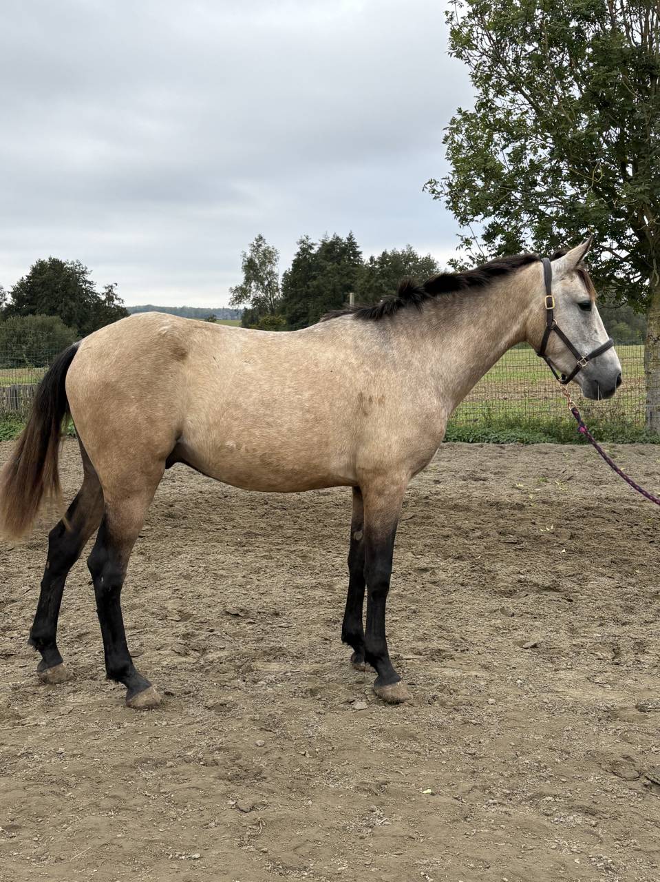 Ruin PRE Puur Ras Spaans Te koop 2023 Isabel