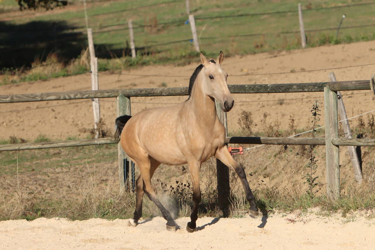 Veulen (vr) Lusitano Te koop 2025 Isabel ,  MAGISTRAL DE LA COMBE