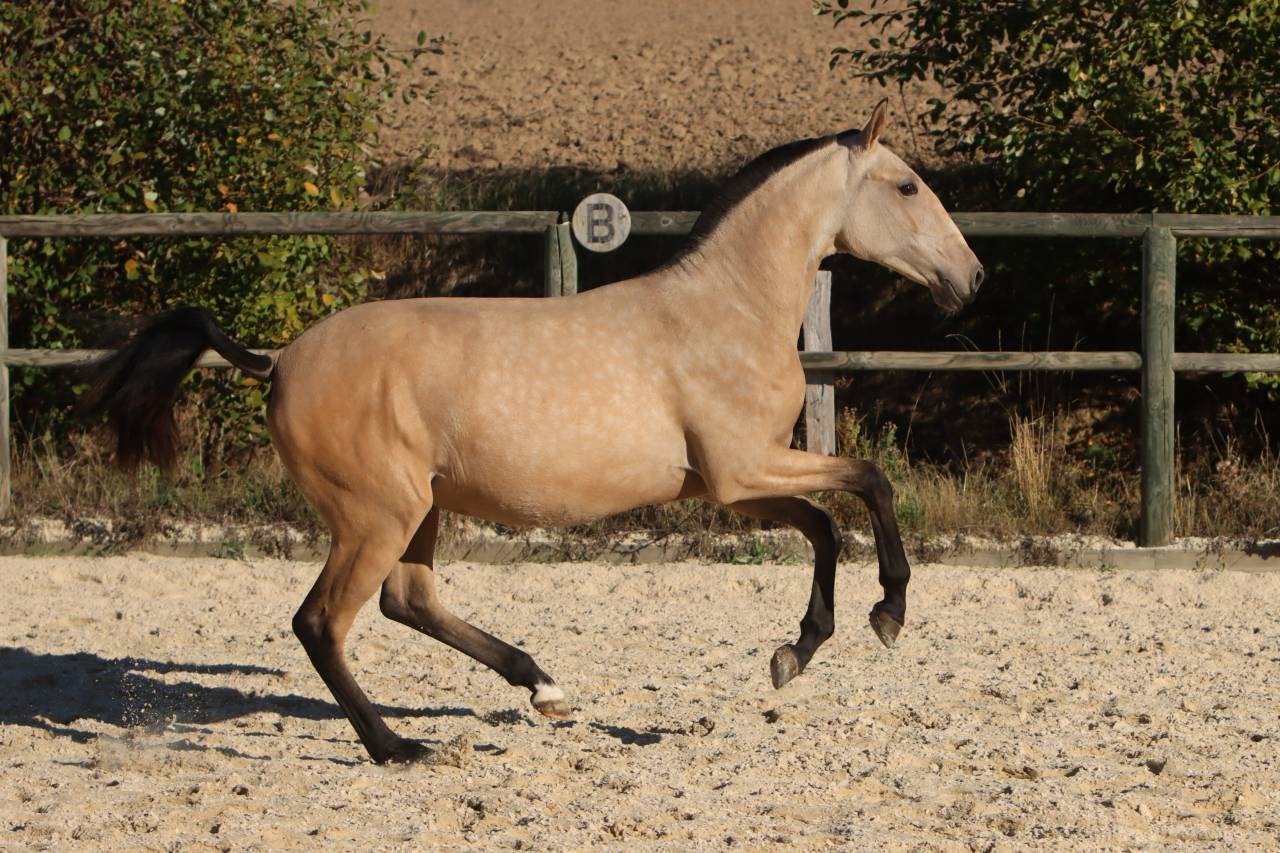 Veulen (vr) Lusitano Te koop 2025 Isabel ,  MAGISTRAL DE LA COMBE