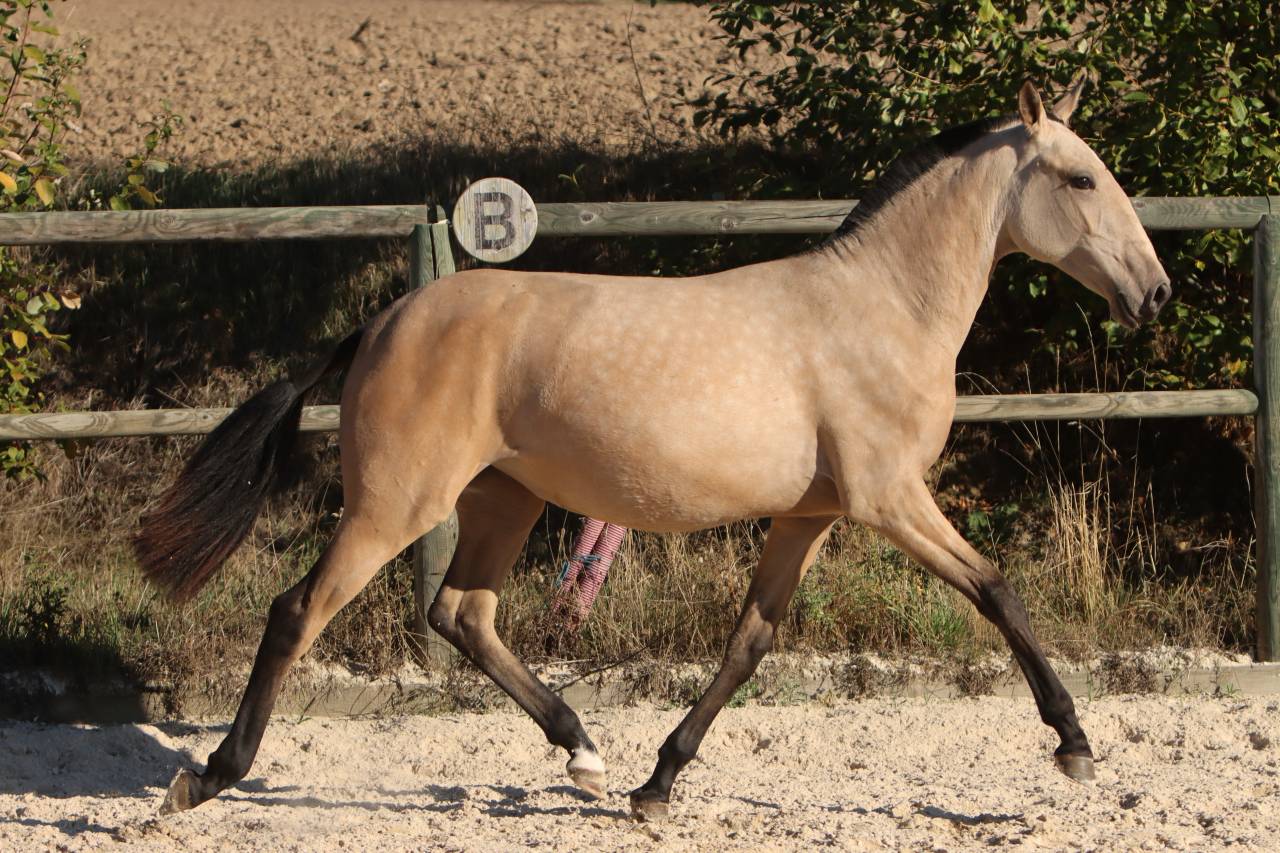 Veulen (vr) Lusitano Te koop 2025 Isabel ,  MAGISTRAL DE LA COMBE