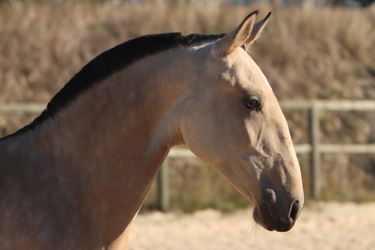 Veulen (vr) Lusitano Te koop 2025 Isabel ,  MAGISTRAL DE LA COMBE