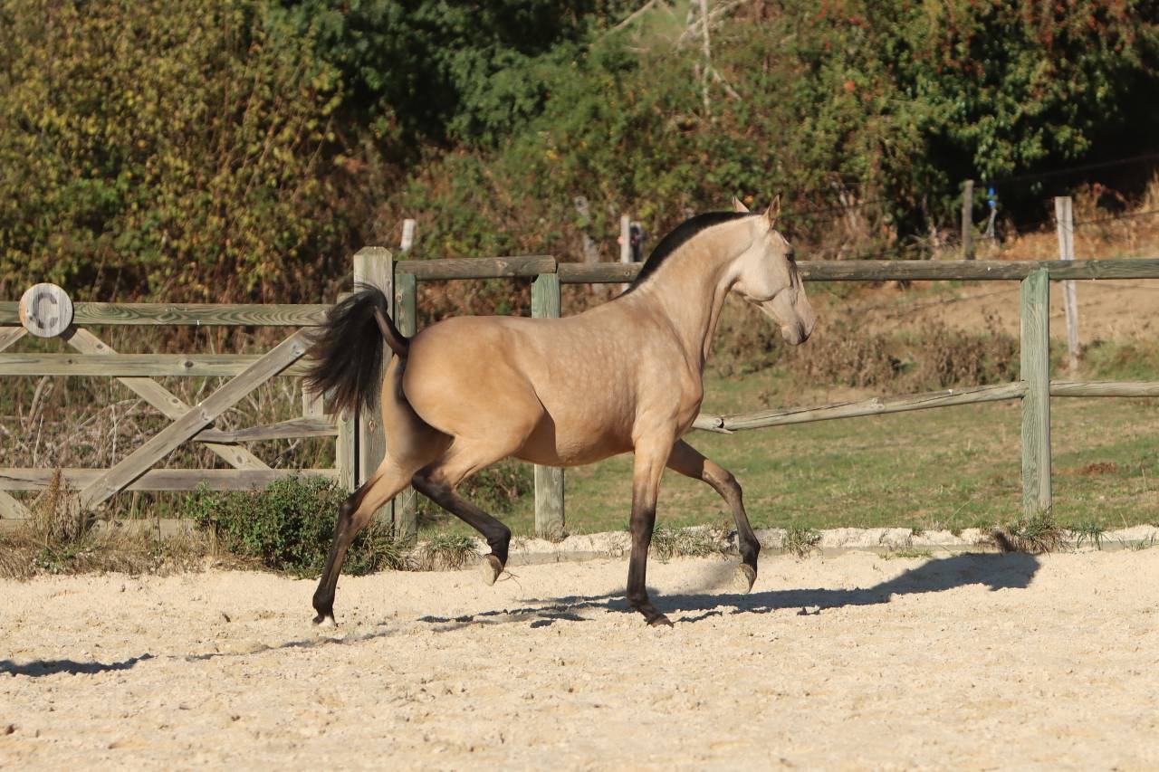 Veulen (vr) Lusitano Te koop 2025 Isabel ,  MAGISTRAL DE LA COMBE
