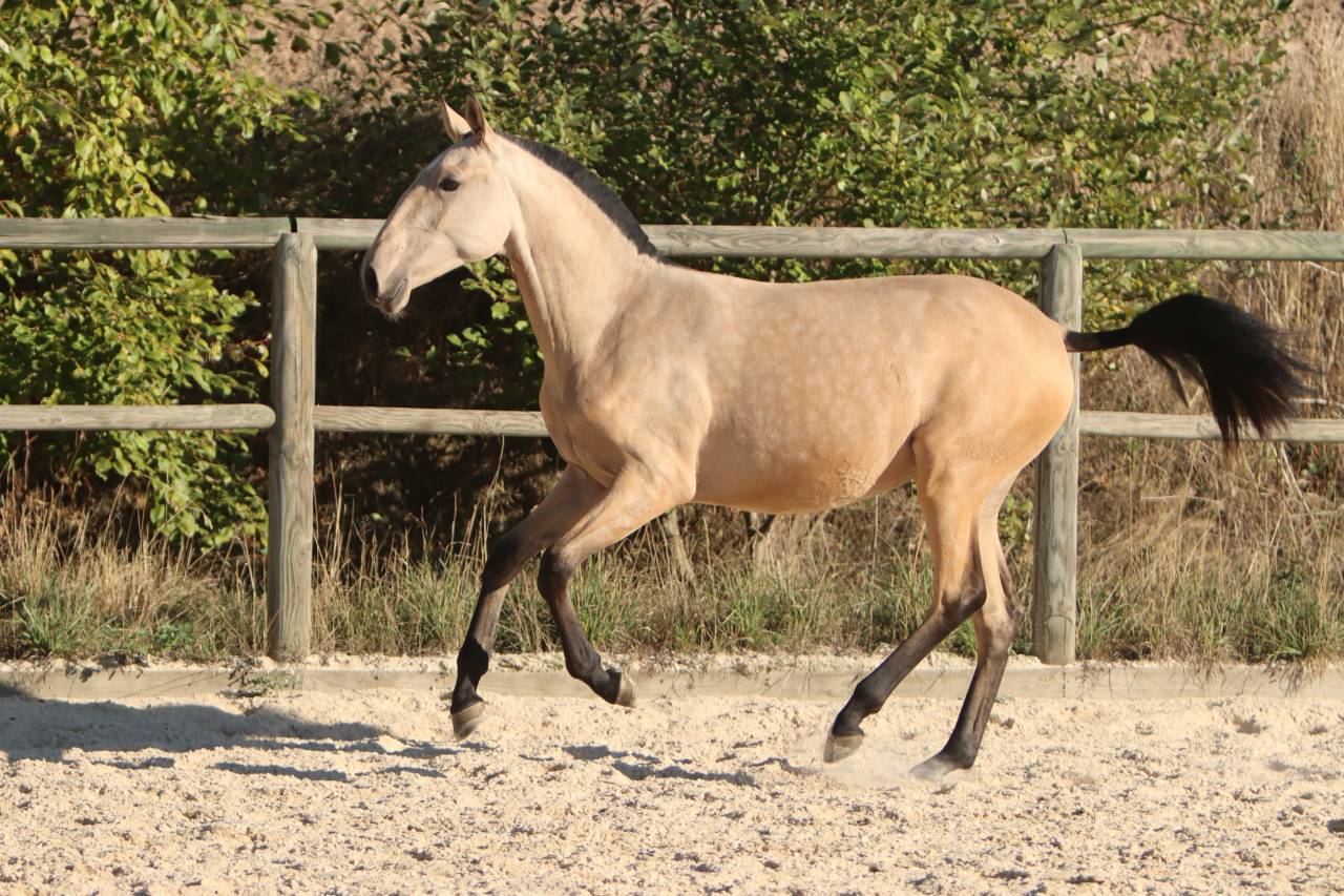 Veulen (vr) Lusitano Te koop 2025 Isabel ,  MAGISTRAL DE LA COMBE
