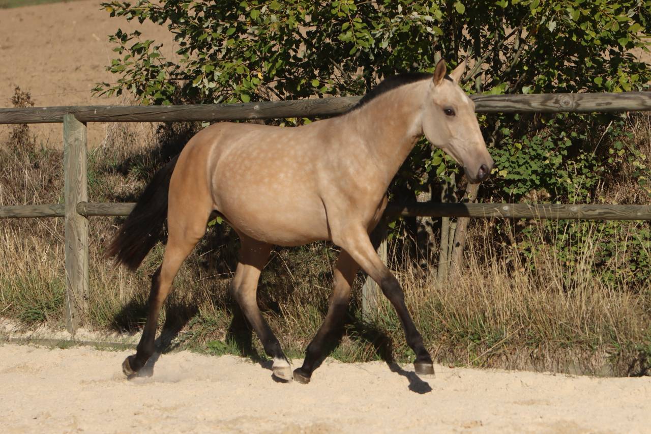 Veulen (vr) Lusitano Te koop 2025 Isabel ,  MAGISTRAL DE LA COMBE
