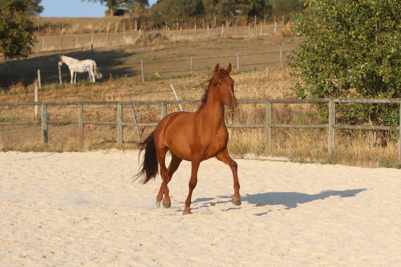 Veulen (ml) PRE Puur Ras Spaans Te koop 2024 Vos ,  GUAPO DE LA COMBE