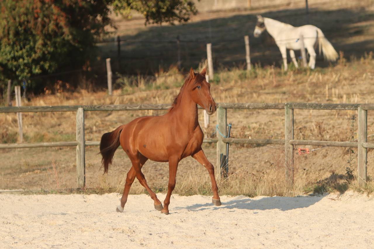 Veulen (ml) PRE Puur Ras Spaans Te koop 2024 Vos ,  GUAPO DE LA COMBE
