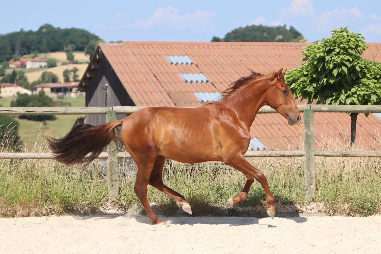 Veulen (ml) PRE Puur Ras Spaans Te koop 2024 Vos ,  GUAPO DE LA COMBE