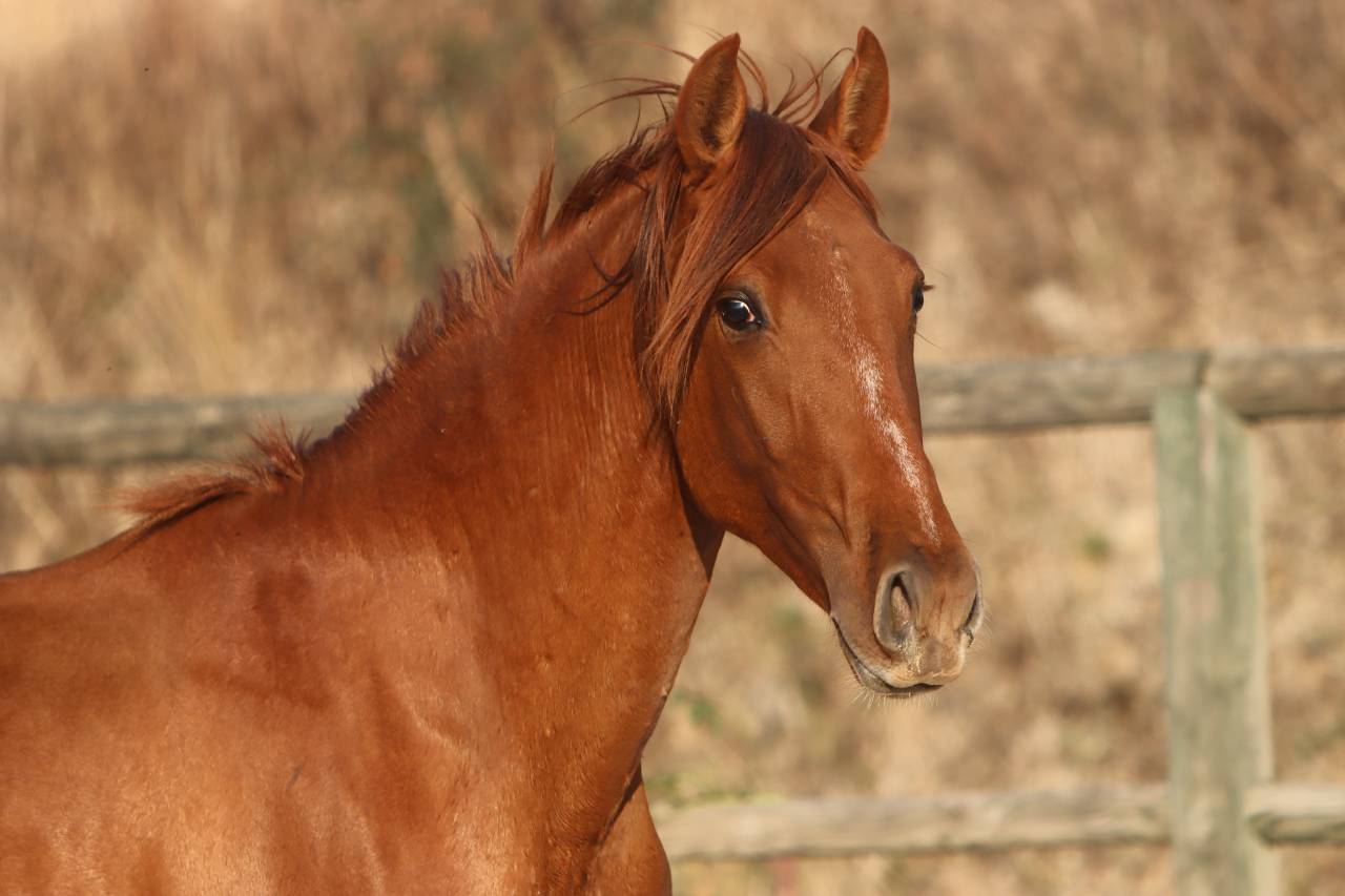 Veulen (ml) PRE Puur Ras Spaans Te koop 2024 Vos ,  GUAPO DE LA COMBE