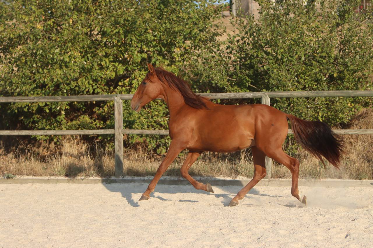 Veulen (ml) PRE Puur Ras Spaans Te koop 2024 Vos ,  GUAPO DE LA COMBE
