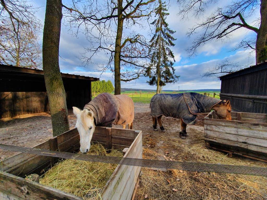 Eigenaren stal Koop Yvelines