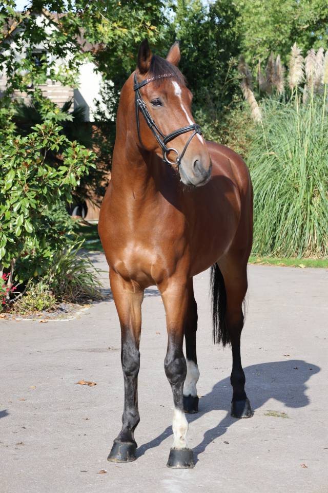 Ruin Selle Fran&ccedil;ais Te koop 2019 Donker bruin / bai ,  Prinz Clintus
