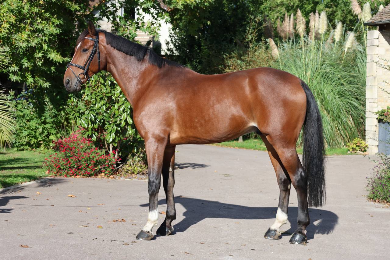 Ruin Selle Fran&ccedil;ais Te koop 2019 Donker bruin / bai ,  Prinz Clintus