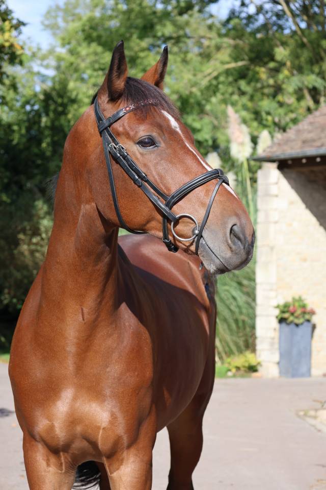 Ruin Selle Fran&ccedil;ais Te koop 2019 Donker bruin / bai ,  Prinz Clintus