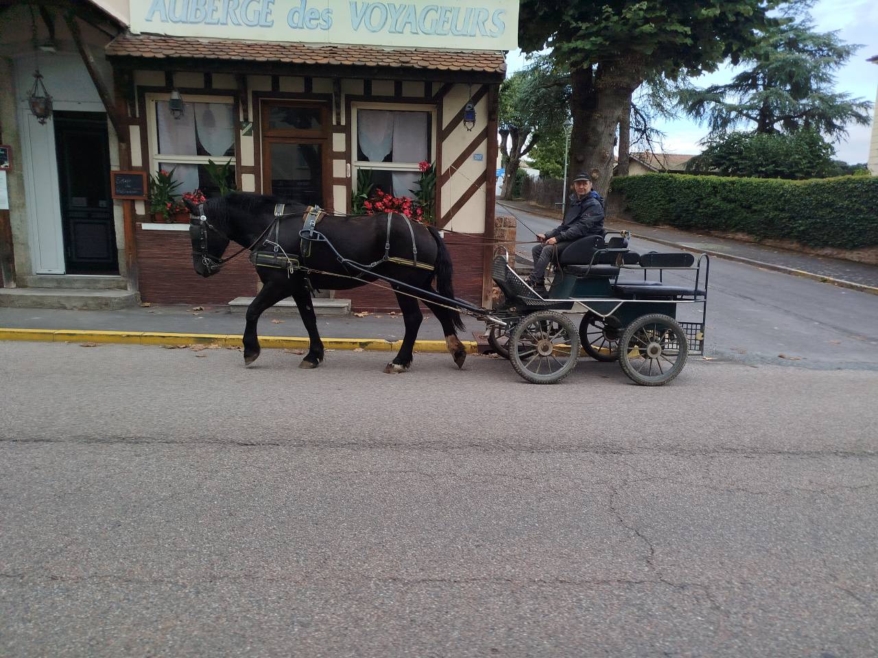 Merrie Percheron Te koop 2023 Bruin / Bai