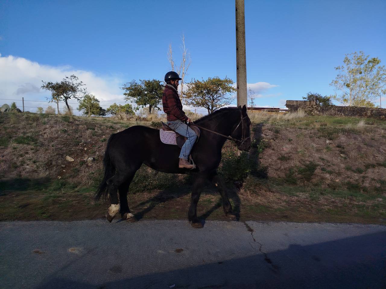 Merrie Percheron Te koop 2023 Bruin / Bai