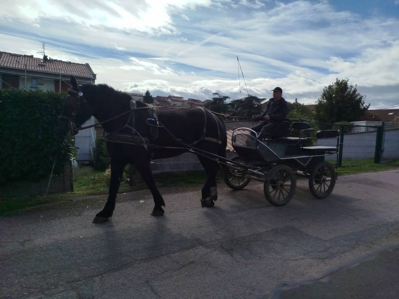 Merrie Percheron Te koop 2023 Bruin / Bai