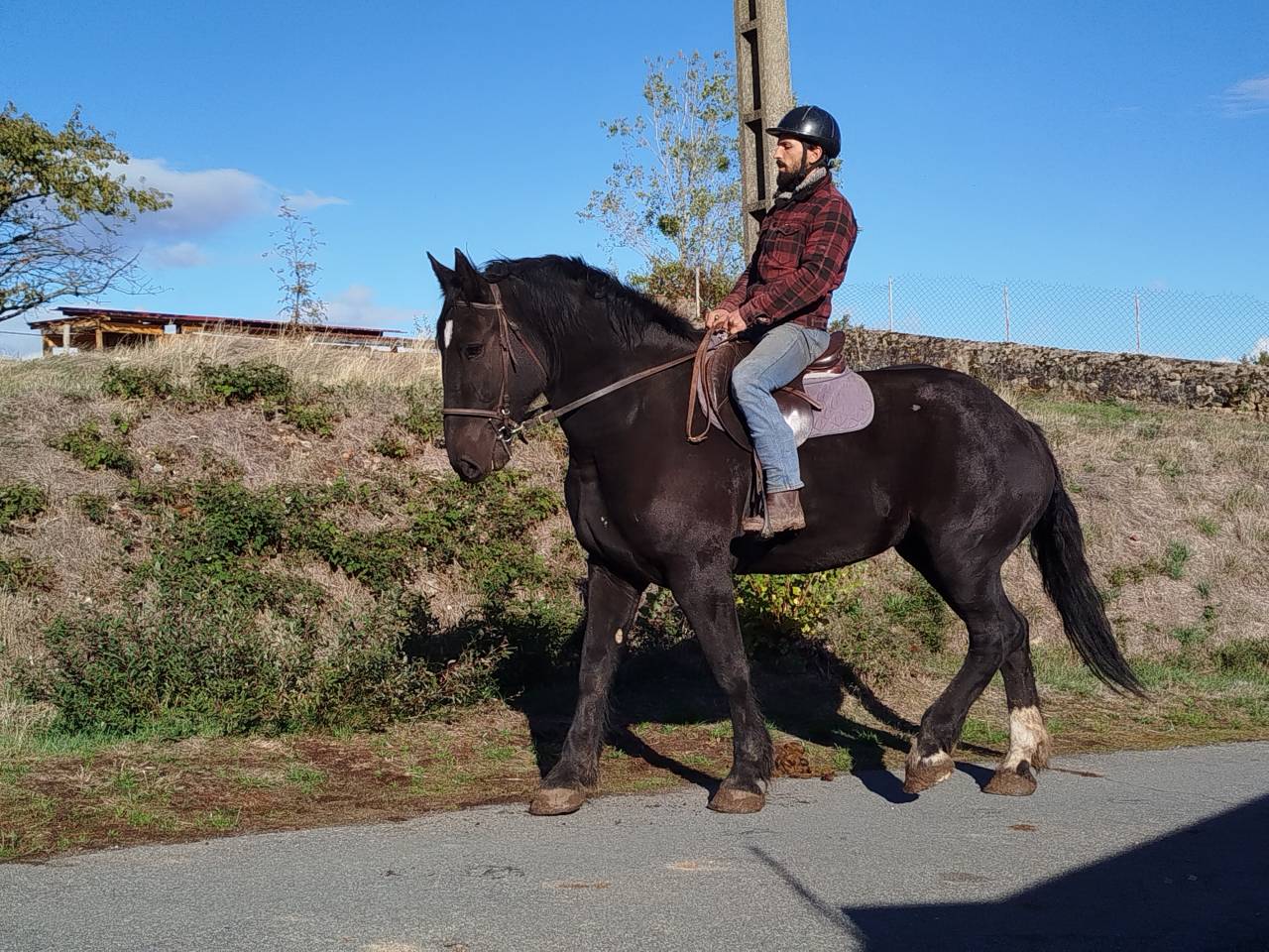 Merrie Percheron Te koop 2023 Bruin / Bai
