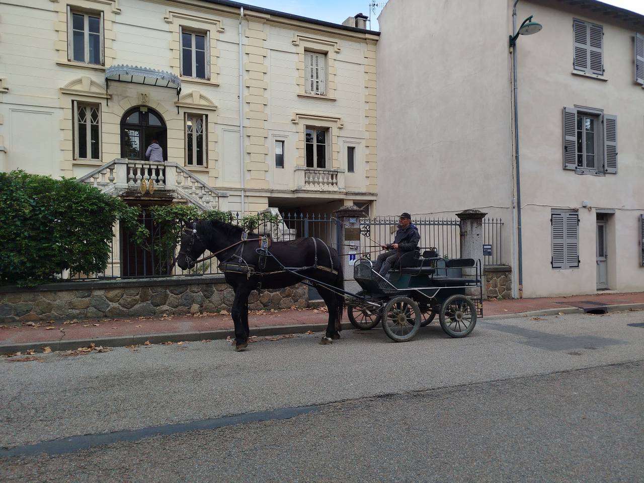 Merrie Percheron Te koop 2023 Bruin / Bai