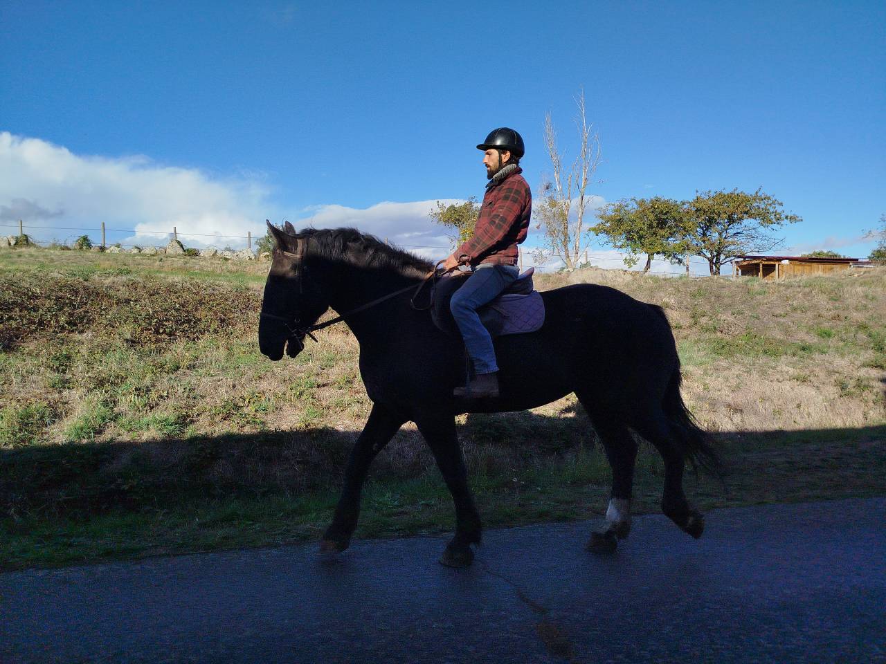 Merrie Percheron Te koop 2023 Bruin / Bai