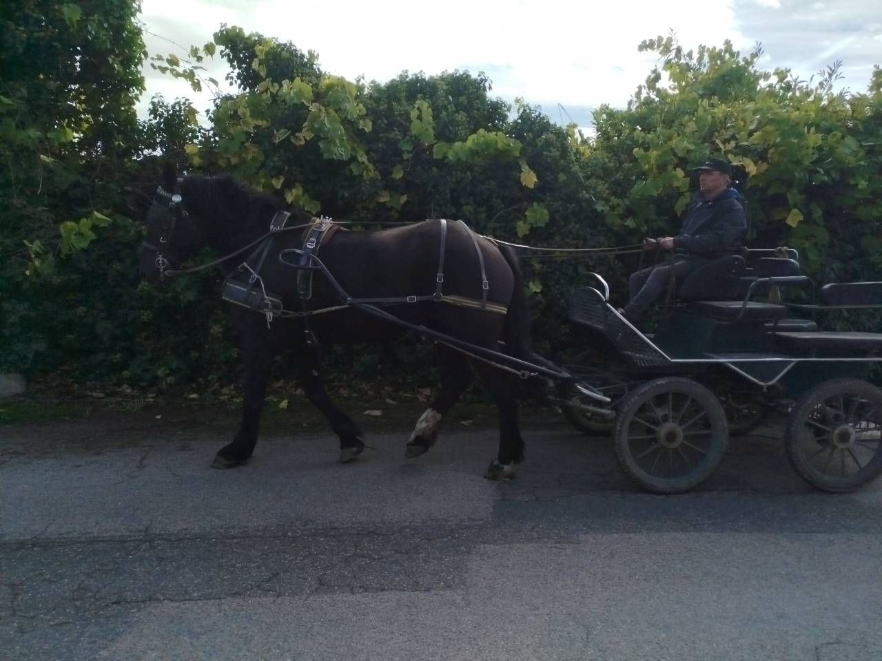 Merrie Percheron Te koop 2023 Bruin / Bai