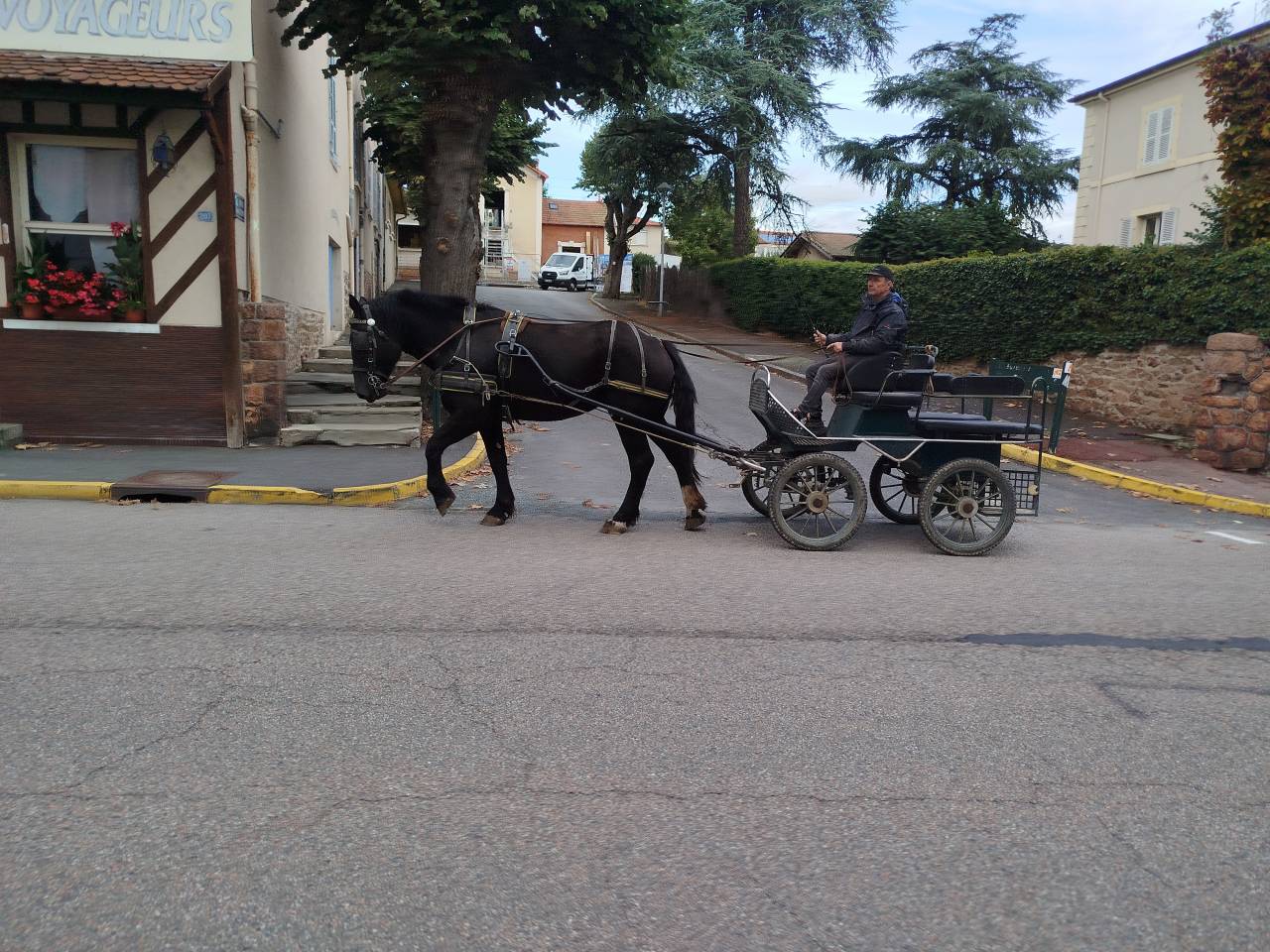Merrie Percheron Te koop 2023 Bruin / Bai