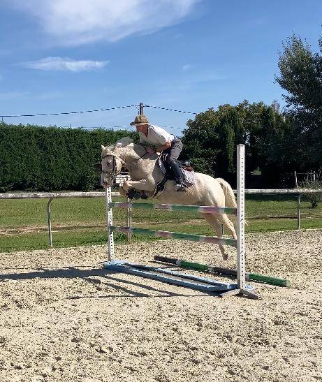 Ruin Franse rijpony PFS Te koop 2017 Palomino