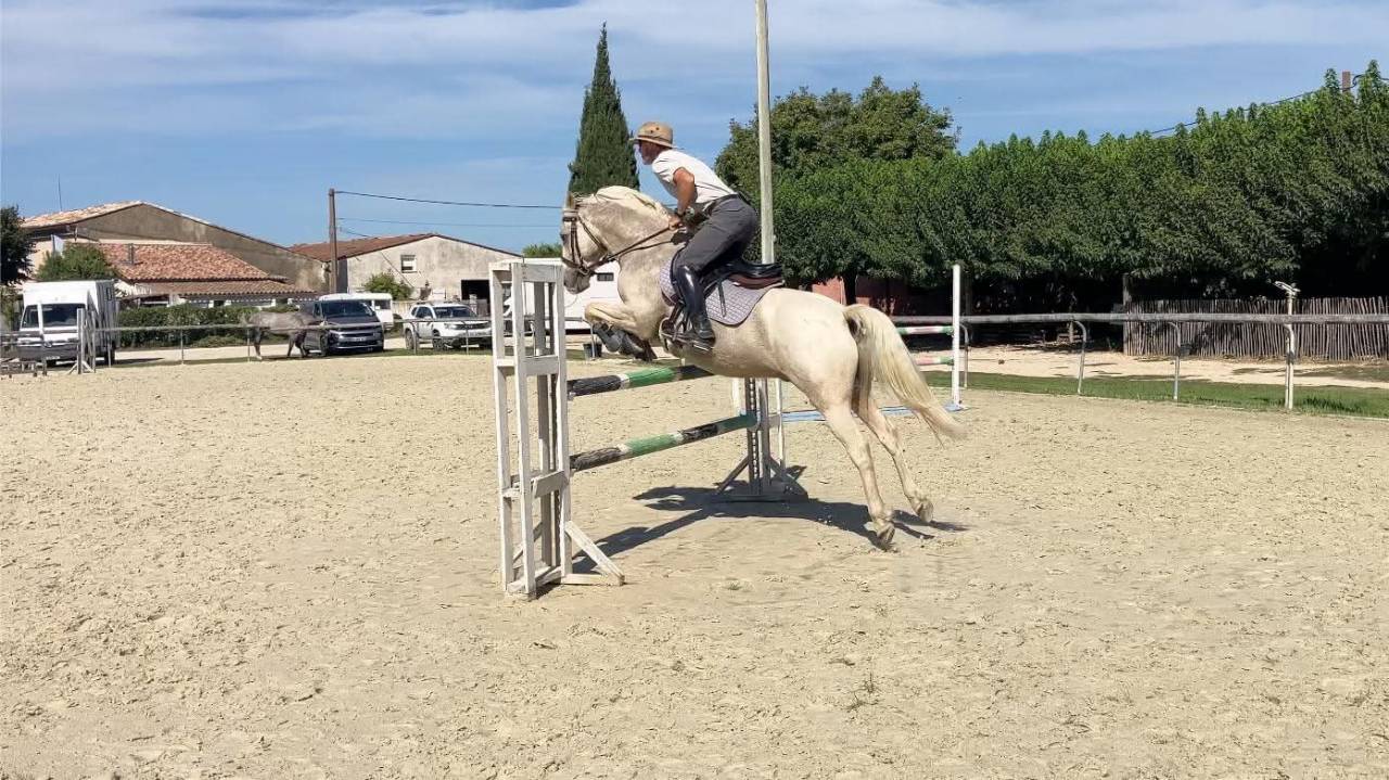 Ruin Franse rijpony PFS Te koop 2017 Palomino