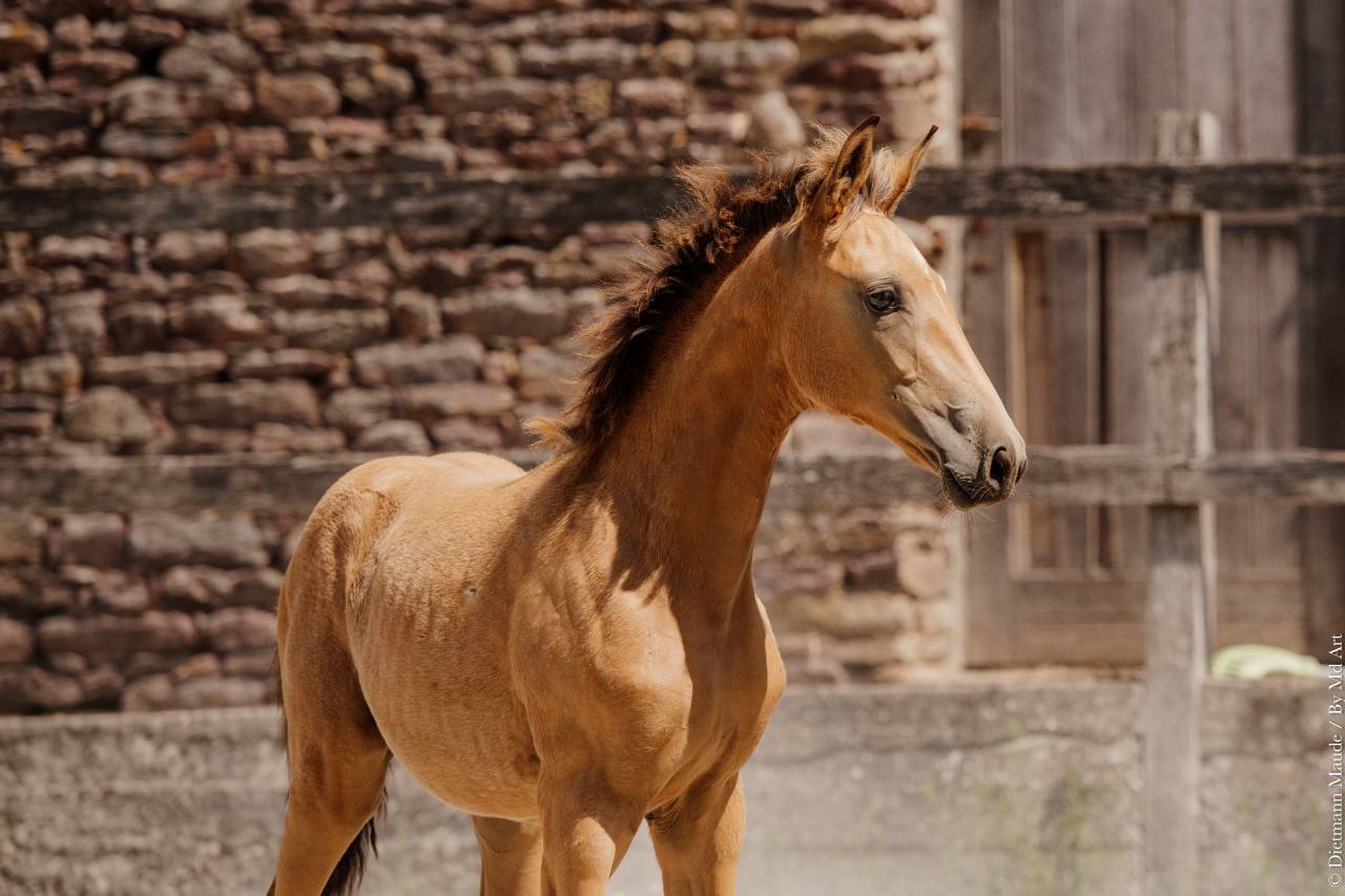 Veulen (vr) Lusitano Te koop 2026 Isabel ,  QUASIDE