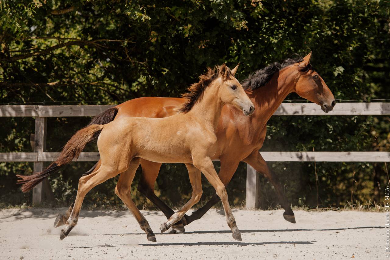 Veulen (vr) Lusitano Te koop 2026 Isabel ,  QUASIDE