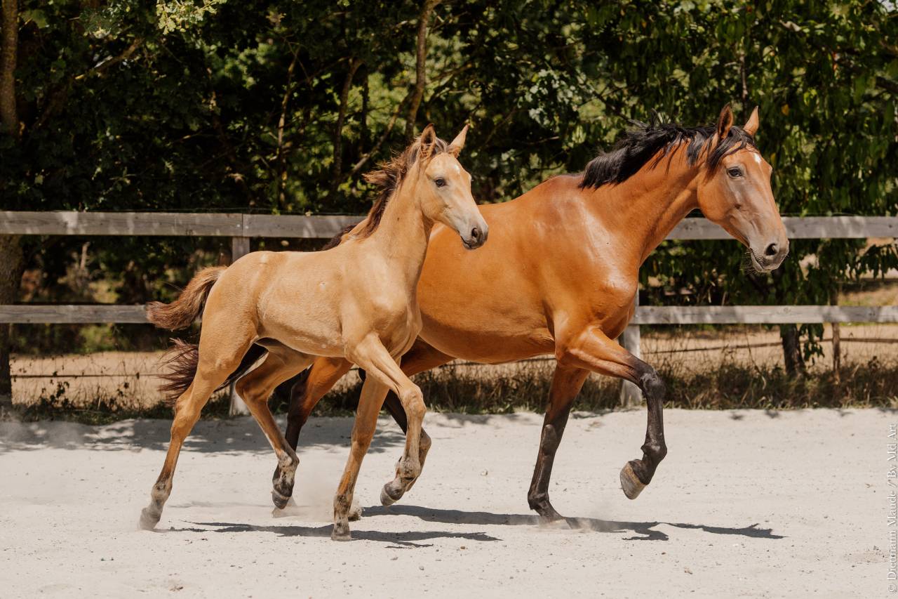 Veulen (vr) Lusitano Te koop 2026 Isabel ,  QUASIDE