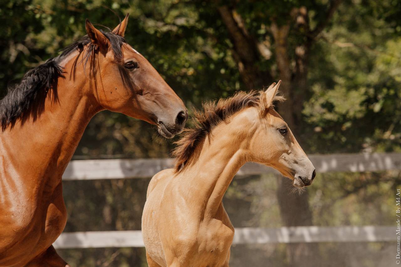 Veulen (vr) Lusitano Te koop 2026 Isabel ,  QUASIDE
