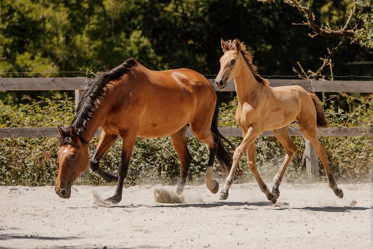 Veulen (vr) Lusitano Te koop 2026 Isabel ,  QUASIDE